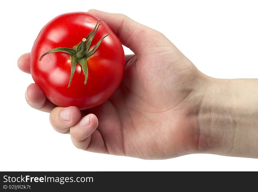 Whole tomato in the human hand isolated over white background. Whole tomato in the human hand isolated over white background