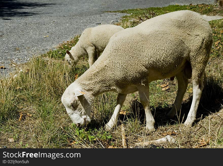 Two sheeps