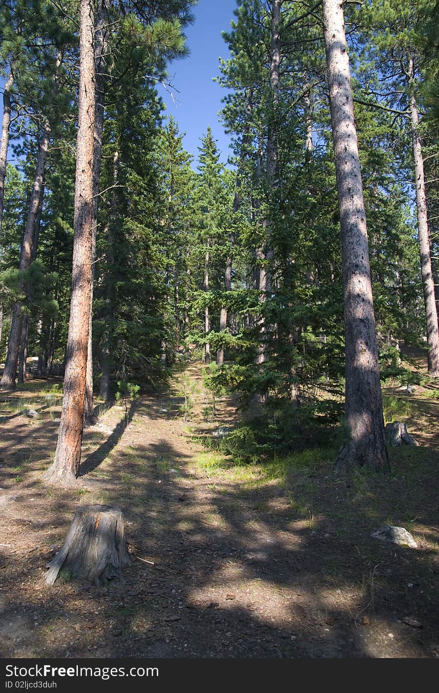 A West Coast Forest Dense in the state of Oregon