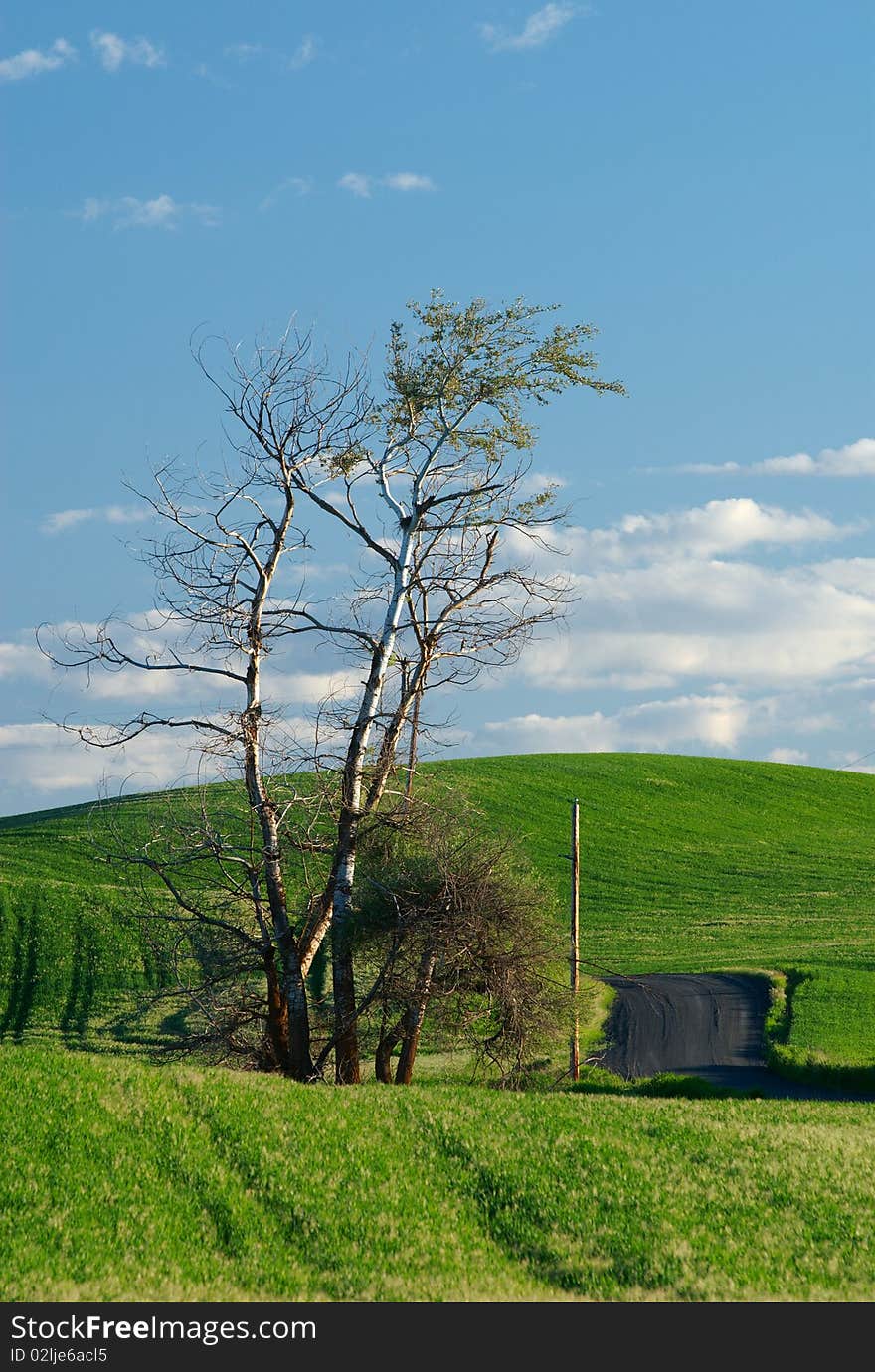 A stand of trees amid the green wheat fields of eastern Washington's Palouse region. A stand of trees amid the green wheat fields of eastern Washington's Palouse region.