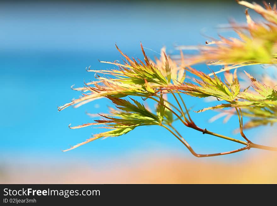 Acer japonicum in the garden in the summer day. Acer japonicum in the garden in the summer day