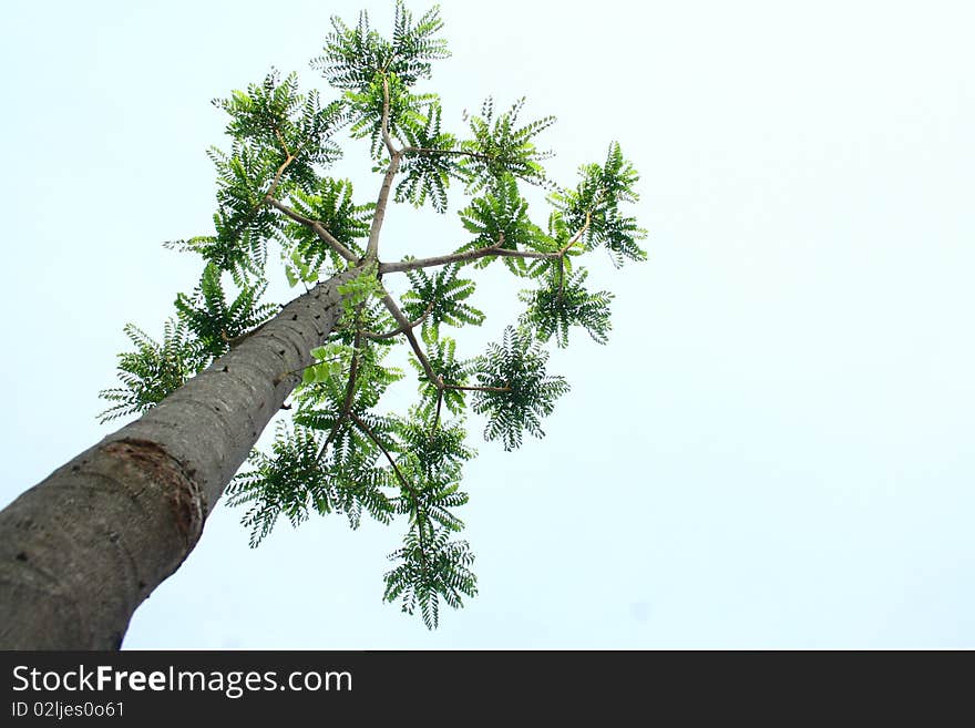 Single tree and blue sky