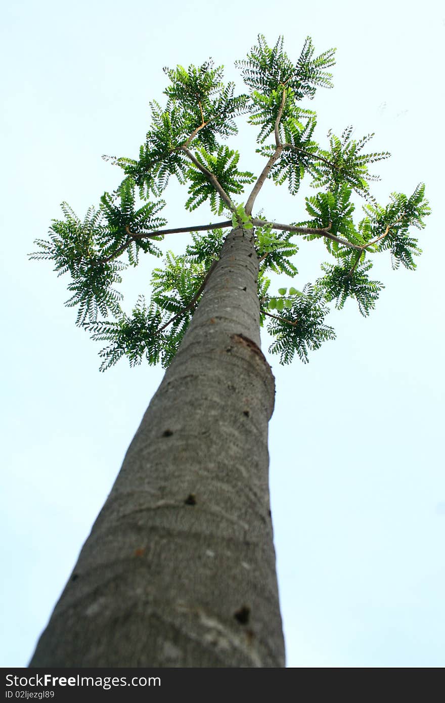 Single tree and blue sky