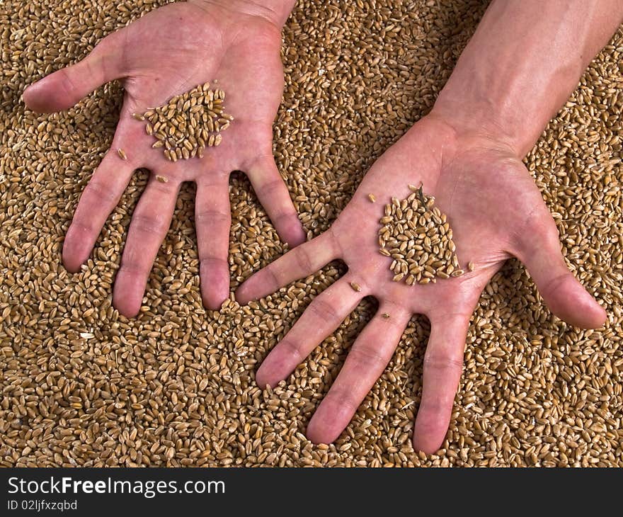 Strong coarse shape Man hands, showing with open palms, grain of wheat in the bagging. Strong coarse shape Man hands, showing with open palms, grain of wheat in the bagging