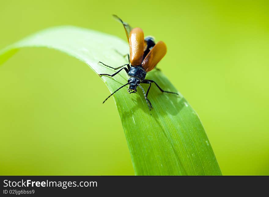 Macro of a coleopter on a grass leaf. Macro of a coleopter on a grass leaf