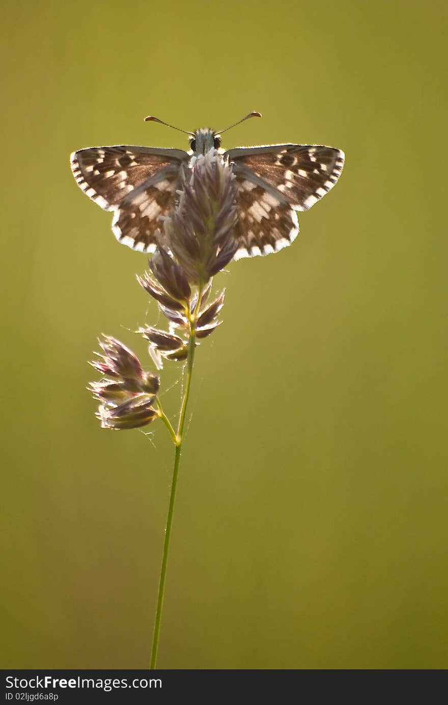 A butterfly on a flower in a sunny day.