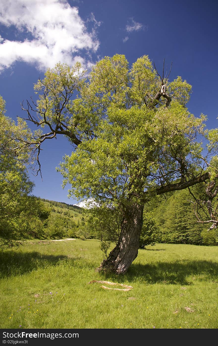 Tree on mountain valley in romania