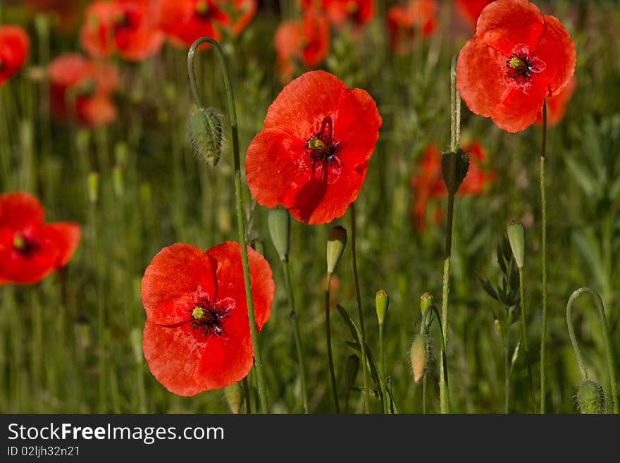 Poppy Flower