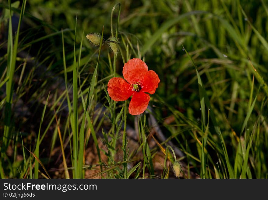 Poppy Flower