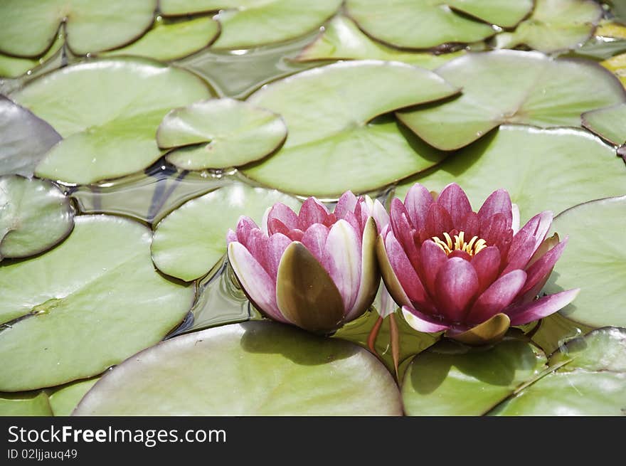 This image shows a pond with two lotus flowers