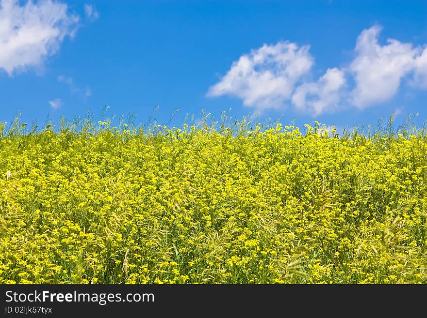 Idillyc yellow meadow with blue sky. Idillyc yellow meadow with blue sky