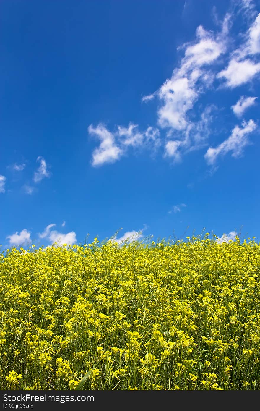 Idillyc photo of a yellow meadow with blue sky. Idillyc photo of a yellow meadow with blue sky