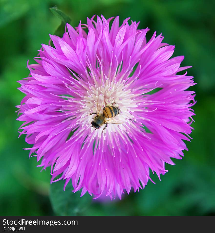 Bee on big violet flower. Composition of nature. Bee on big violet flower. Composition of nature.