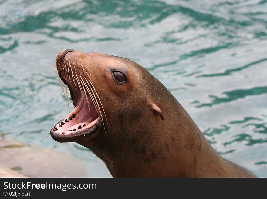 Sea lion barking