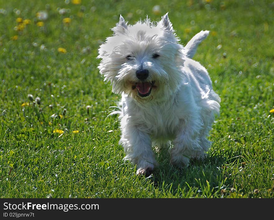 Little dog in the grass. Little dog in the grass