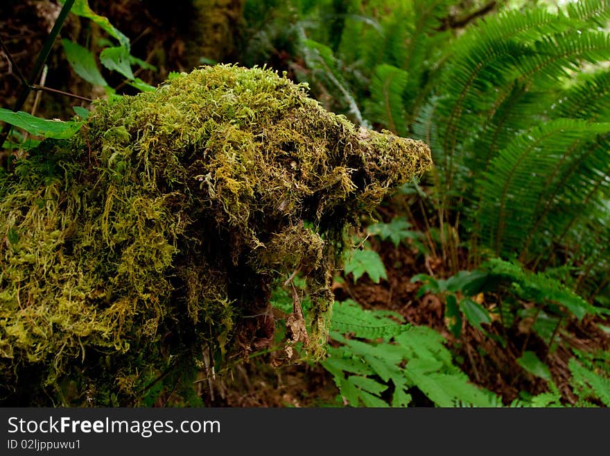 Moss covered tree trunks in the wilderness