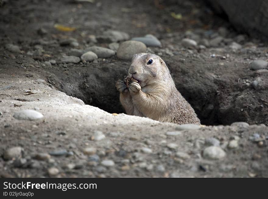 Prairie dog holding food in hole