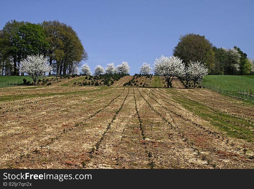 Cherry Trees In Spring, Germany