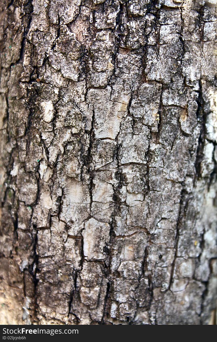 Background is texture of bark tree