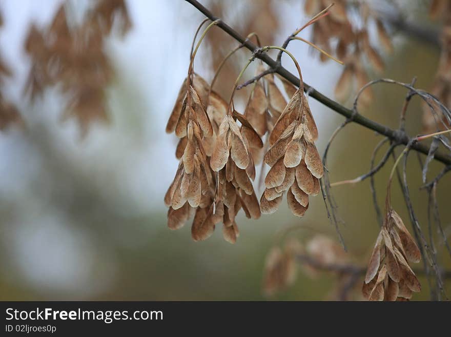 Dry Maple Seeds