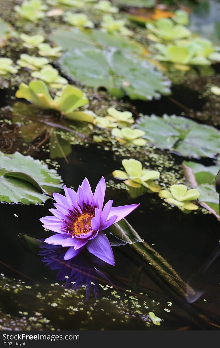 Lotus in the Dark Pond