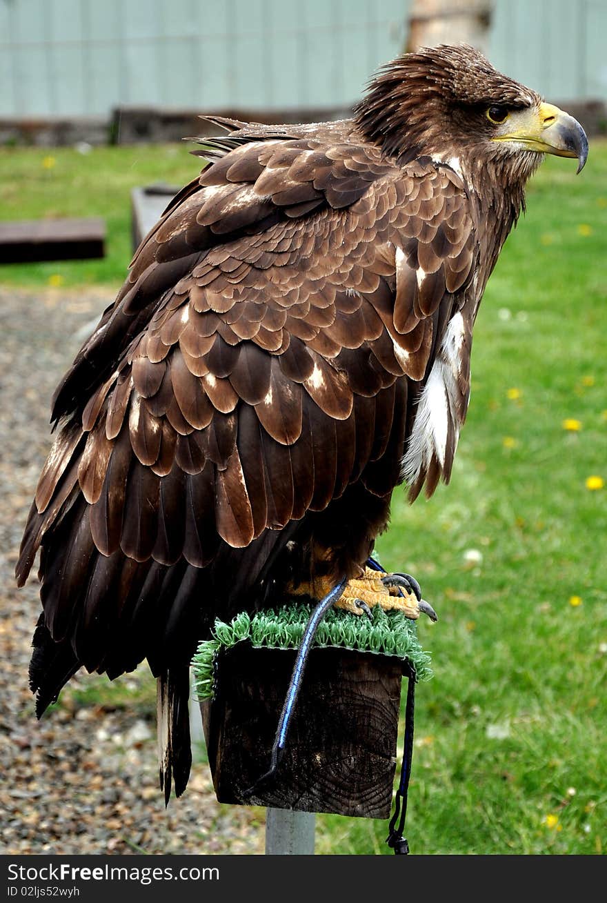 Buzzard