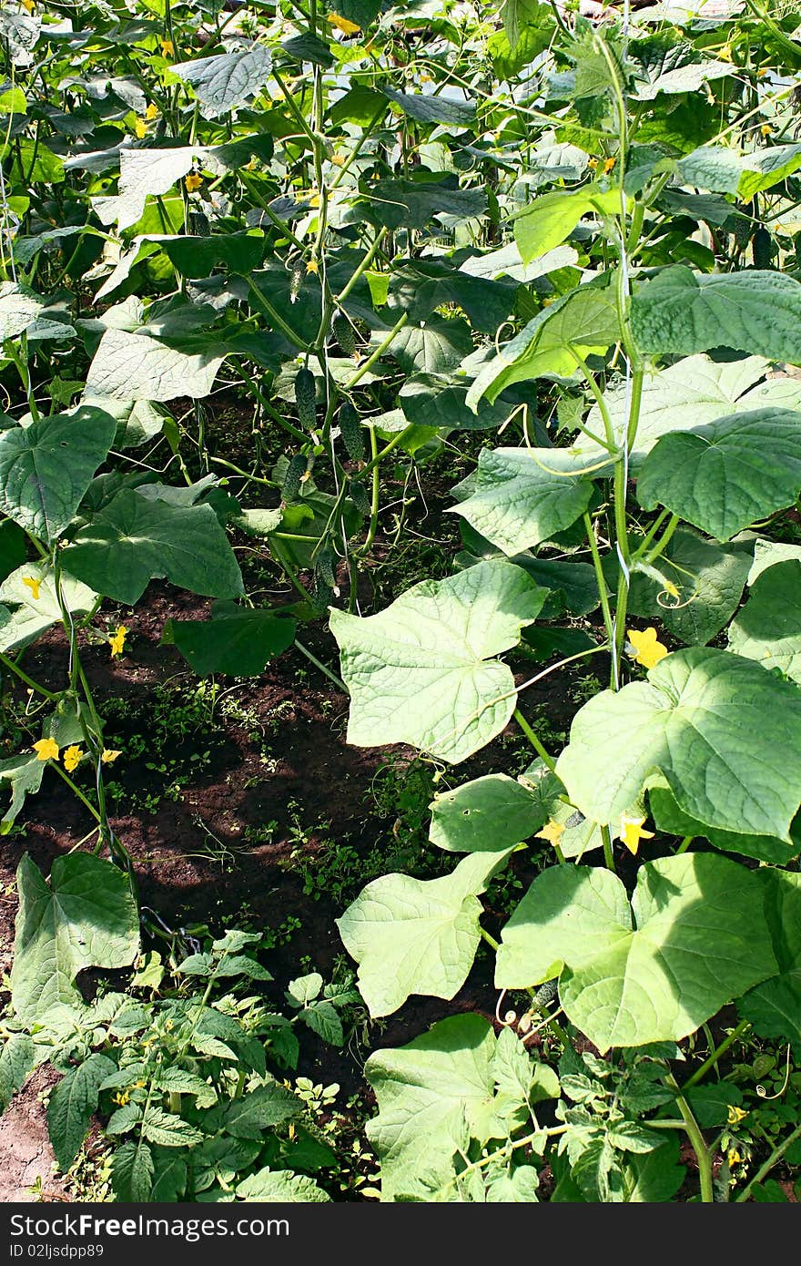 Cucumbers growing on vegetable garden