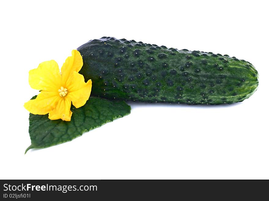 Cucumber whith a foliage and flower isolated on white background