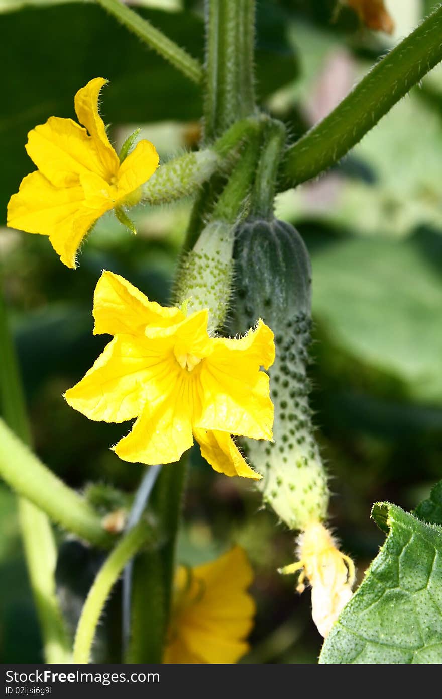 Flowerings cucumbers growing on branch