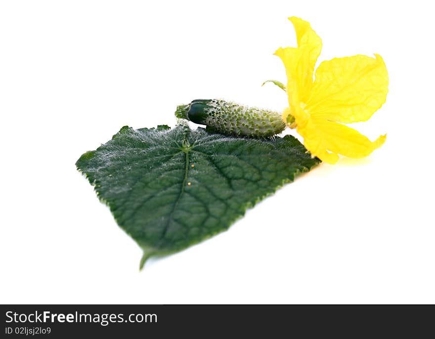 Little cucumber with  foliageand flower