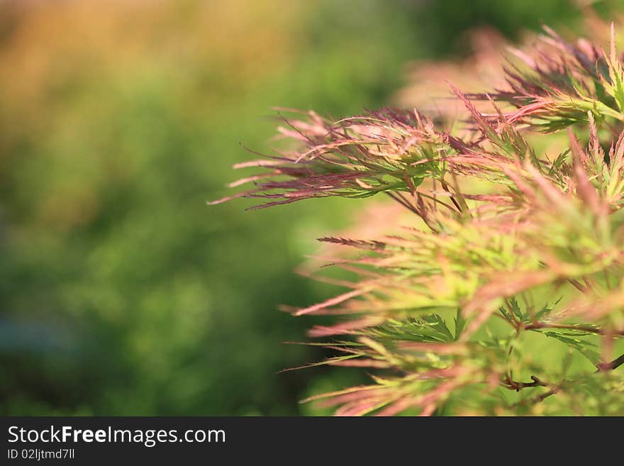 Acer japonicum in the garden in the summer day