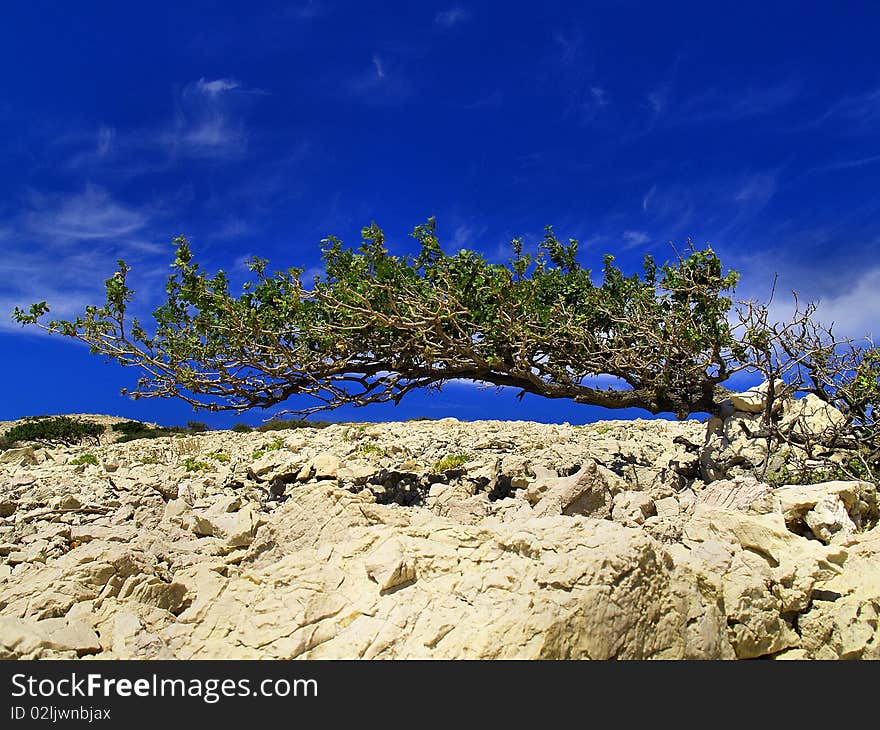 A nerrow branch of the bush. A nerrow branch of the bush