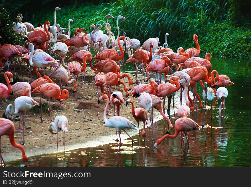 A flock of flamingos on the lake