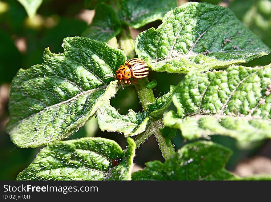 Colorado beetles on the foliage of potato