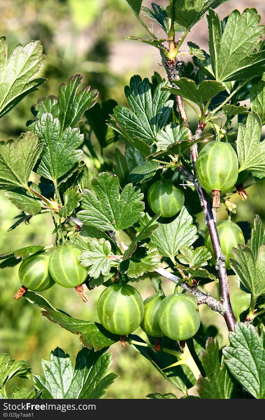 Gooseberry Growing On Bush