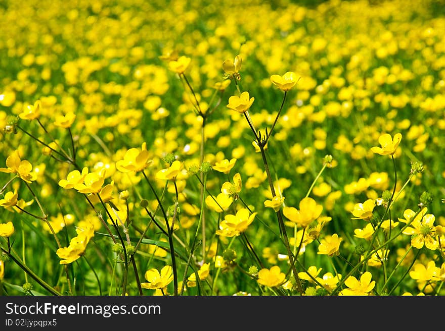 Beautiful green meadow with buttercups