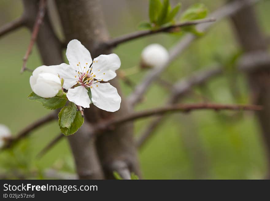 A blossom three early in the spring. A blossom three early in the spring