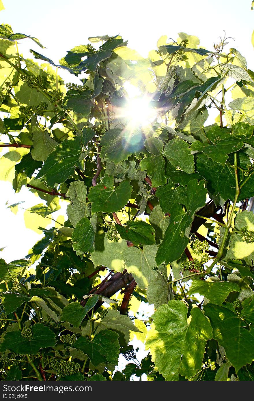 Sun lighting through the leaves of vine