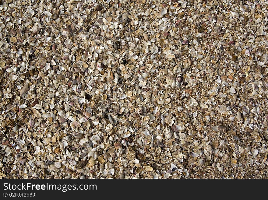 Beach shells in brazil state of sao paolo