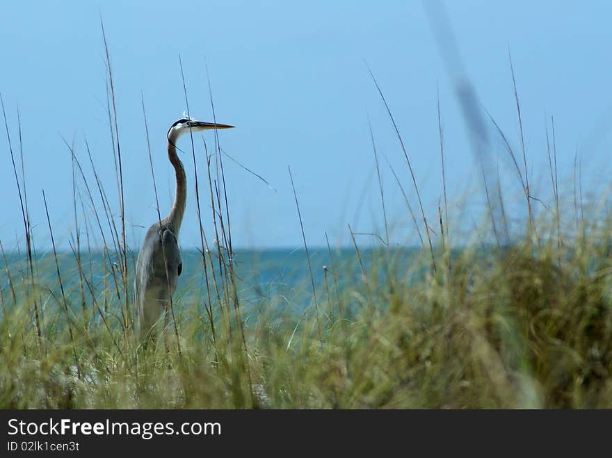 Great blue heron at ocean