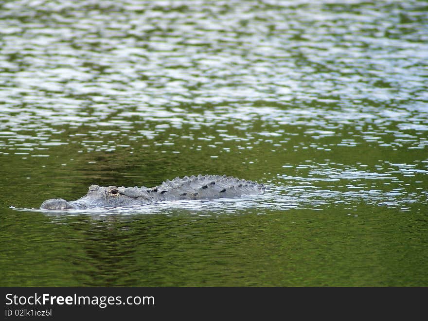 An alligator lurks in a green lake. An alligator lurks in a green lake