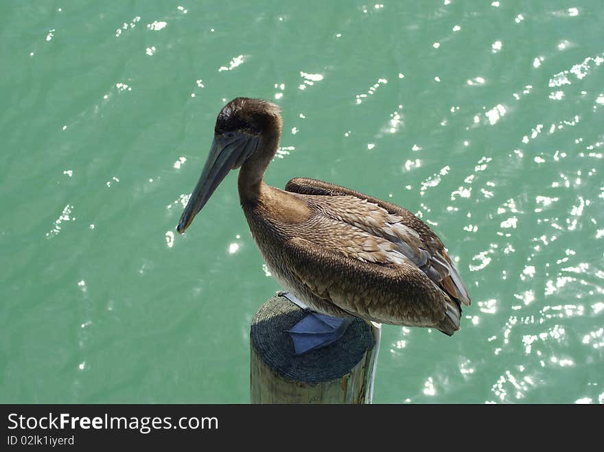 Pelican Standing On Piling