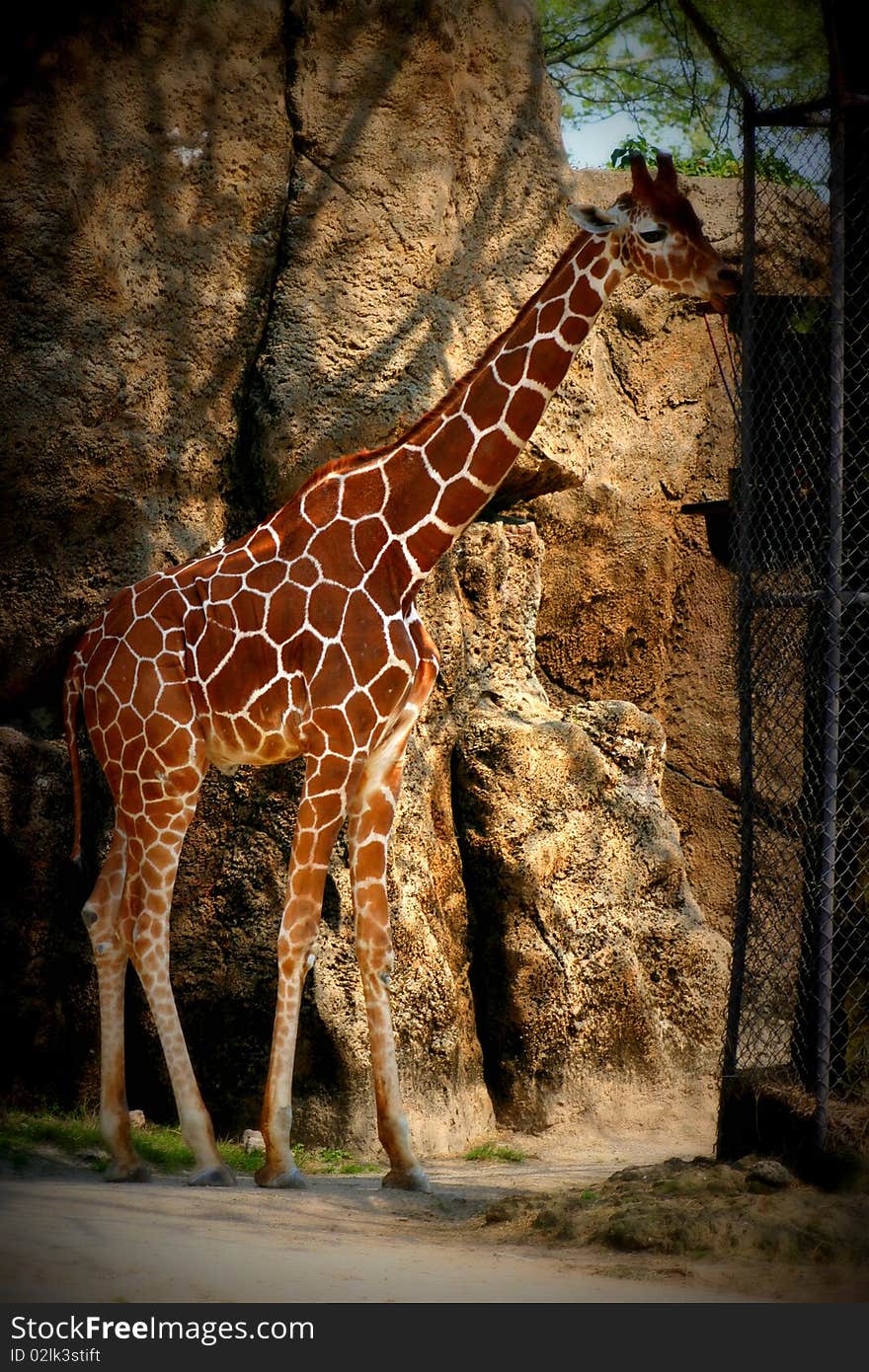 Giraffe