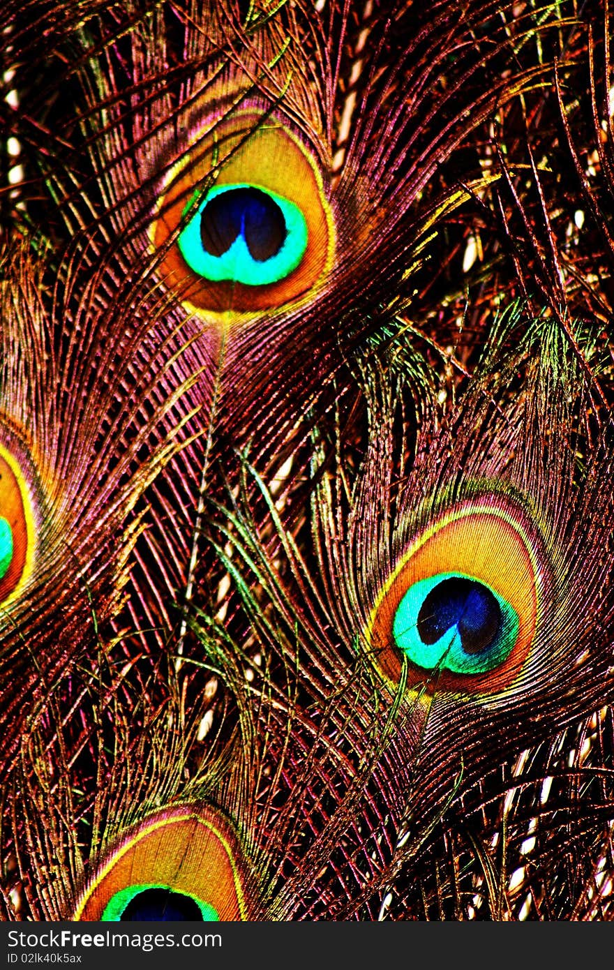 Peacock Feathers