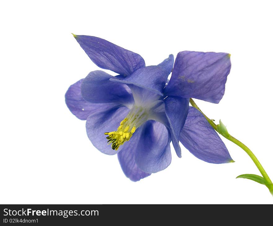 Purple flower on the isolate white background