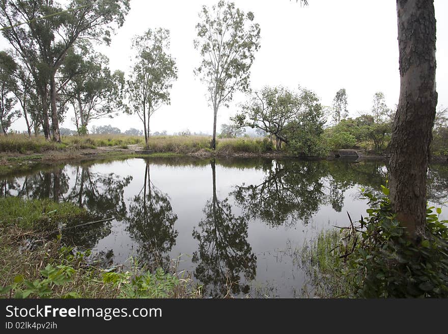 Landscape of waterfront with woods. Landscape of waterfront with woods.