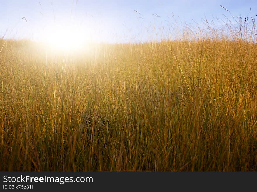 Green meadow under summer sun