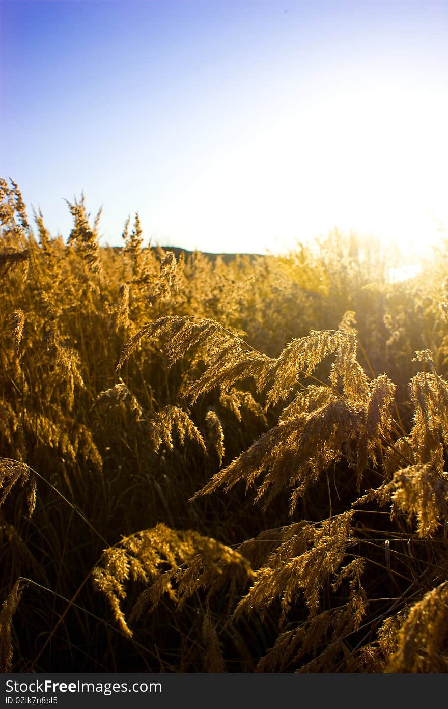 Gold meadow in summer sun rays