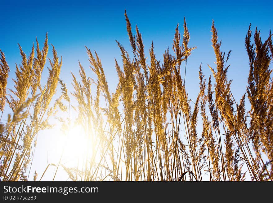 Gold meadow in summer sun rays