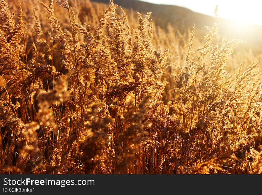 Gold meadow in summer sun rays